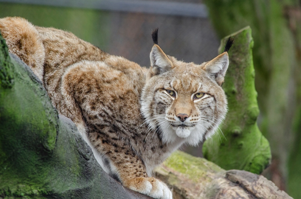 Lynx on the Edges of Towns (image credits: rawpixel)