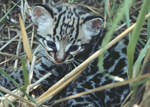 Ocelots in Sugarcane Fields (image credits: wikimedia)