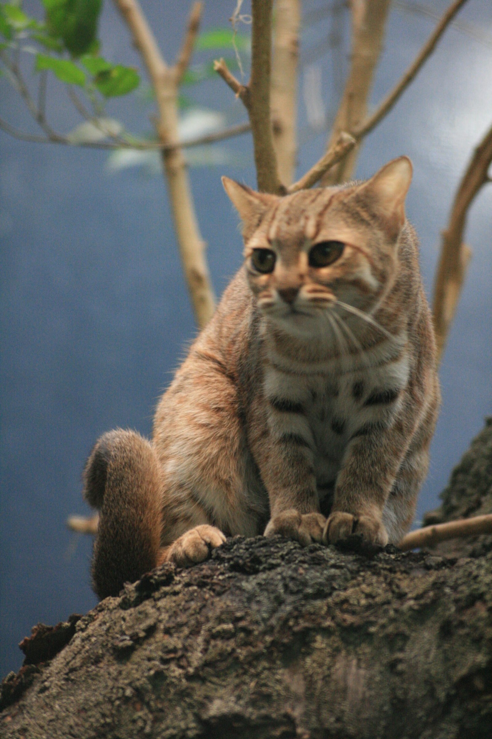 Rusty-Spotted Cats in Villages (image credits: wikimedia)