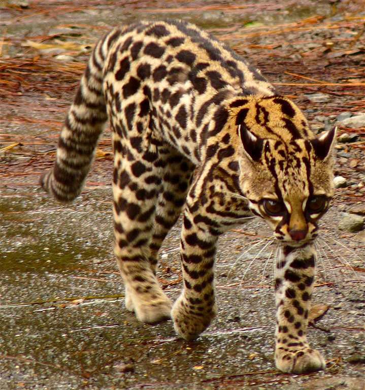 Margays in Cocoa Plantations (image credits: wikimedia)