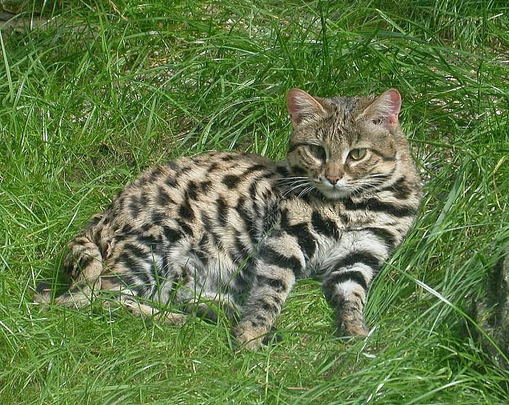 Black-Footed Cats Near Farms (image credits: wikimedia)