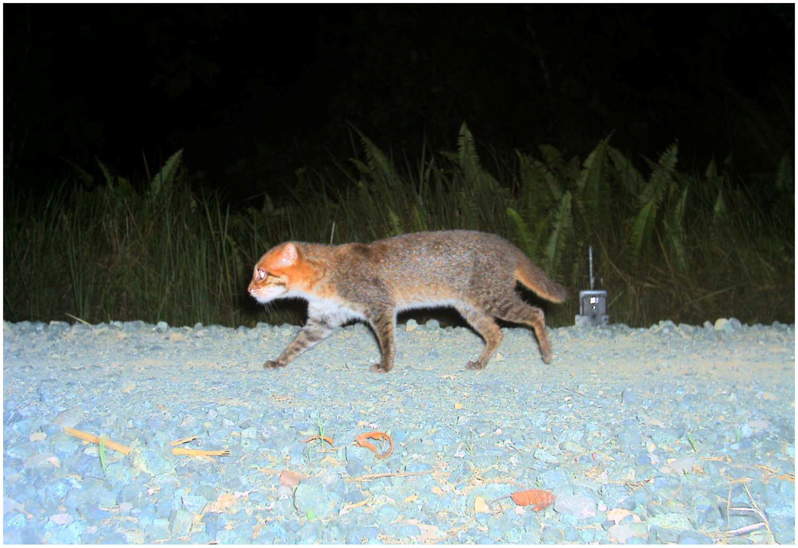 Flat-Headed Cats in Oil Palm Estates (image credits: wikimedia)