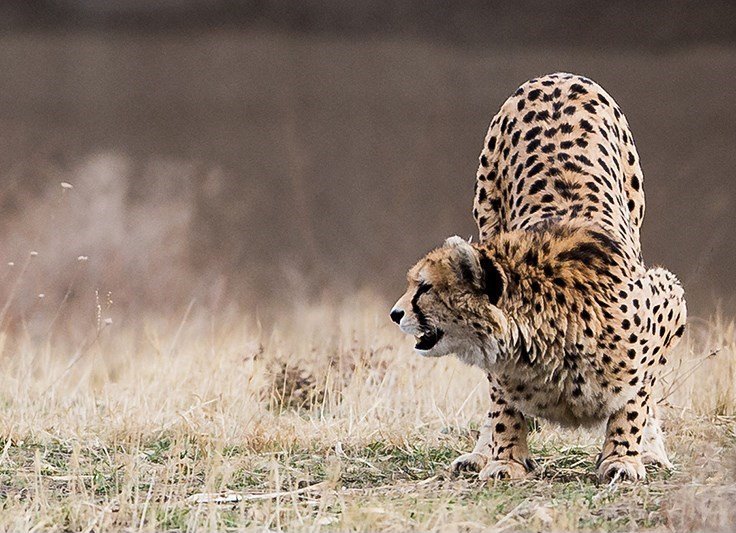 Shy and Elusive: Masters of Disguise (image credits: wikimedia)