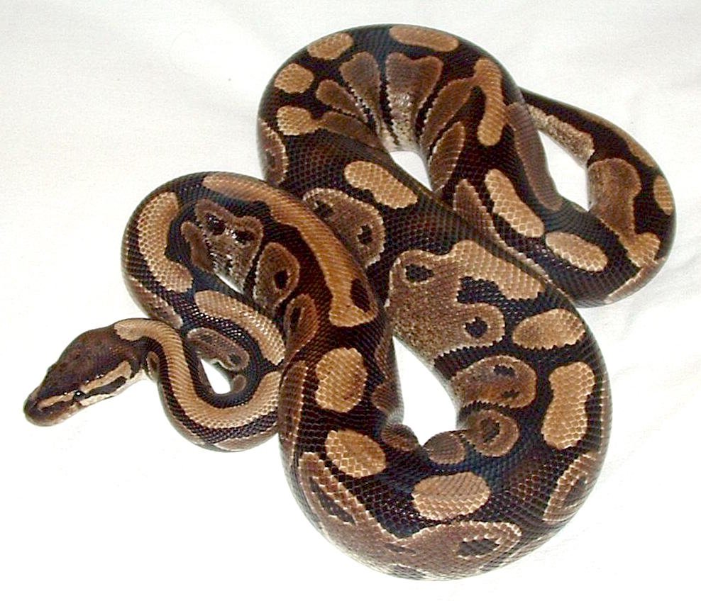 Ball Pythons: The Gentle Coiled Companions (image credits: wikimedia)