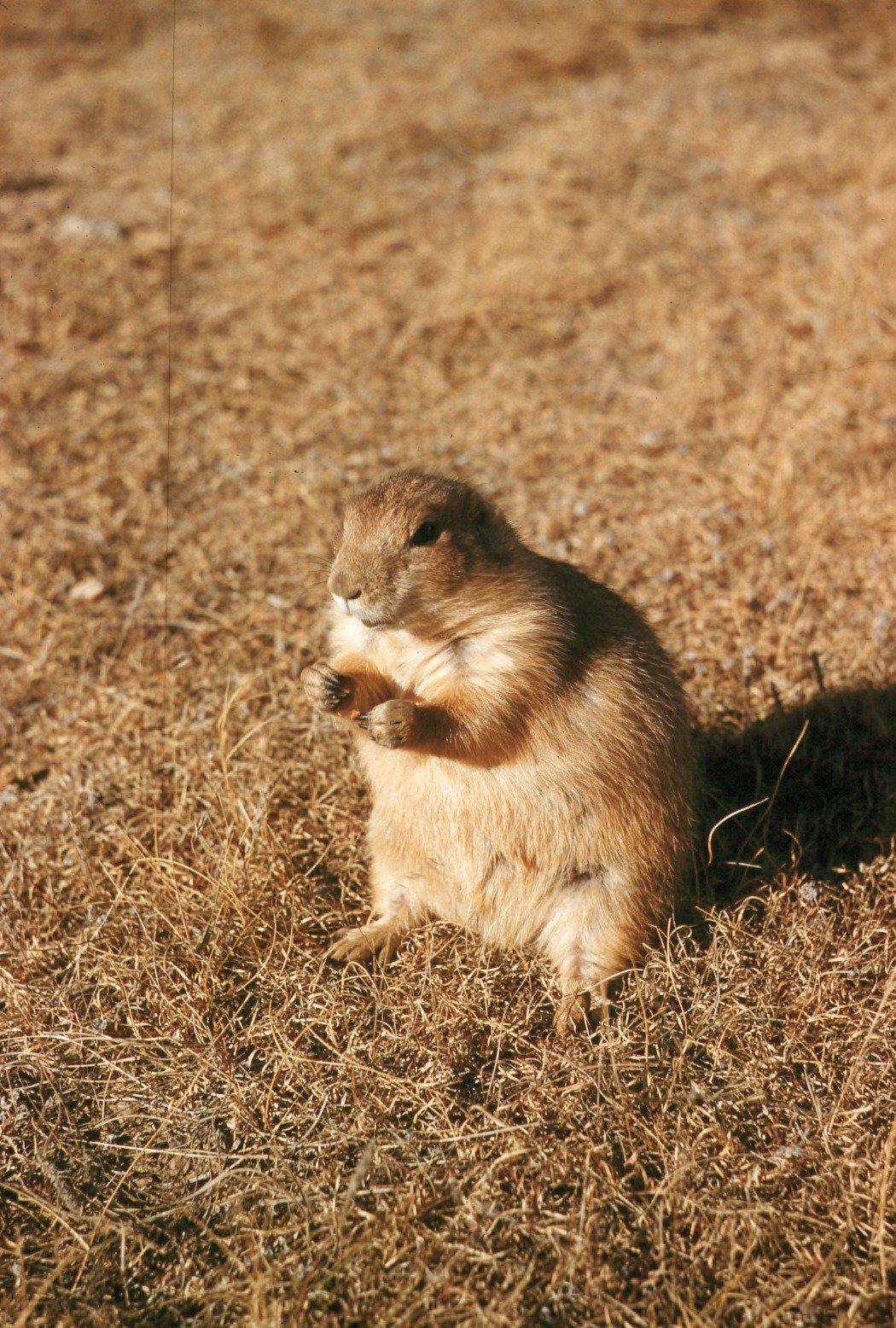 Prairie Dogs: The Social Burrowers with Big Personalities (image credits: wikimedia)