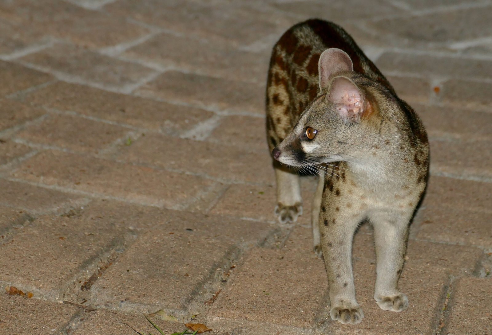 Spotted Genets: The Sleek, Wild House Guests (image credits: wikimedia)