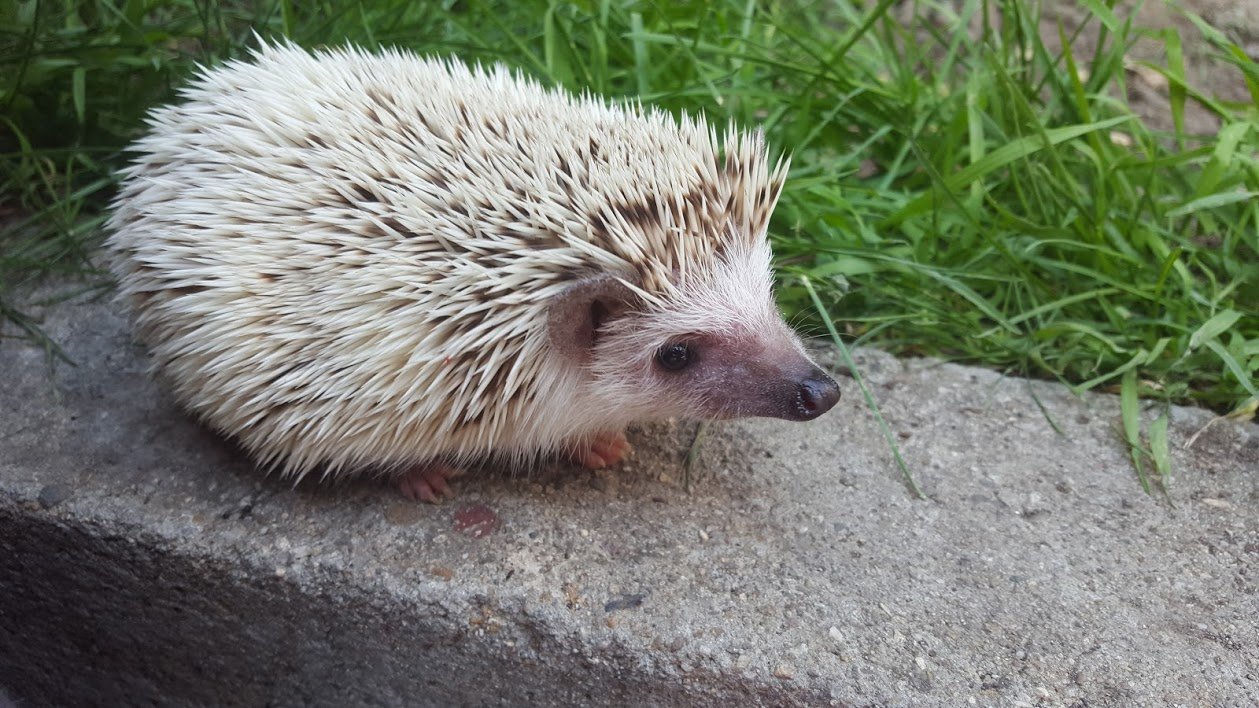 4. African Pygmy Hedgehogs: The Tiny, Tame Adventurer (image credits: wikimedia)