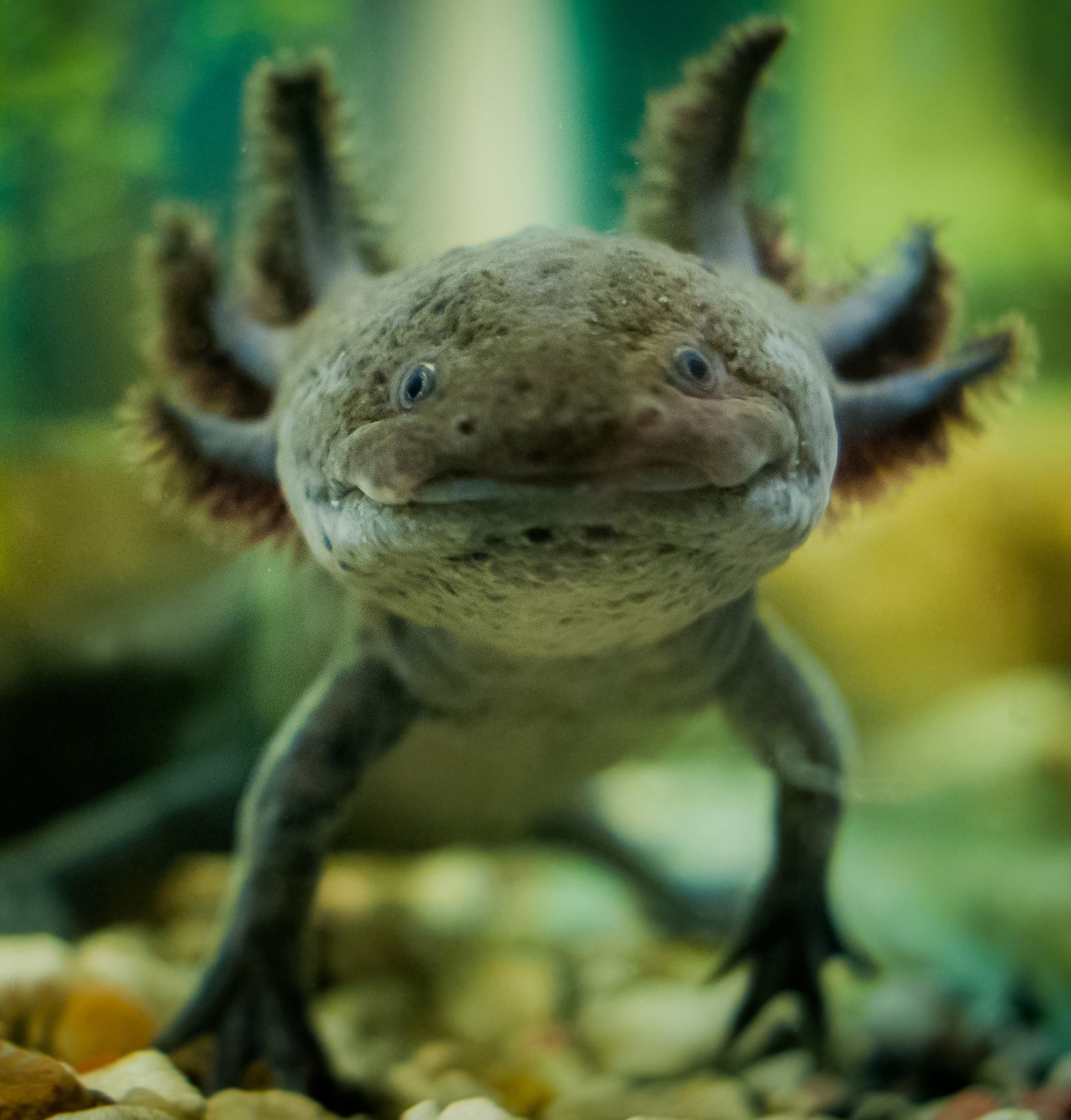 13. Axolotls: No Barking, No Meowing—Just Peaceful Bliss (image credits: wikimedia)