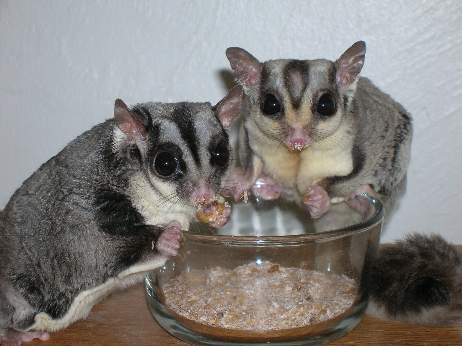 21. Sugar Gliders: Mini Marsupials with Big Hearts (image credits: wikimedia)