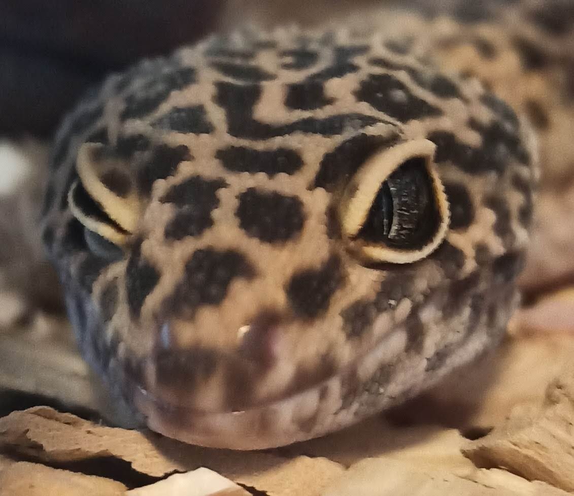 22. Leopard Geckos: The Quiet Companions (image credits: wikimedia)