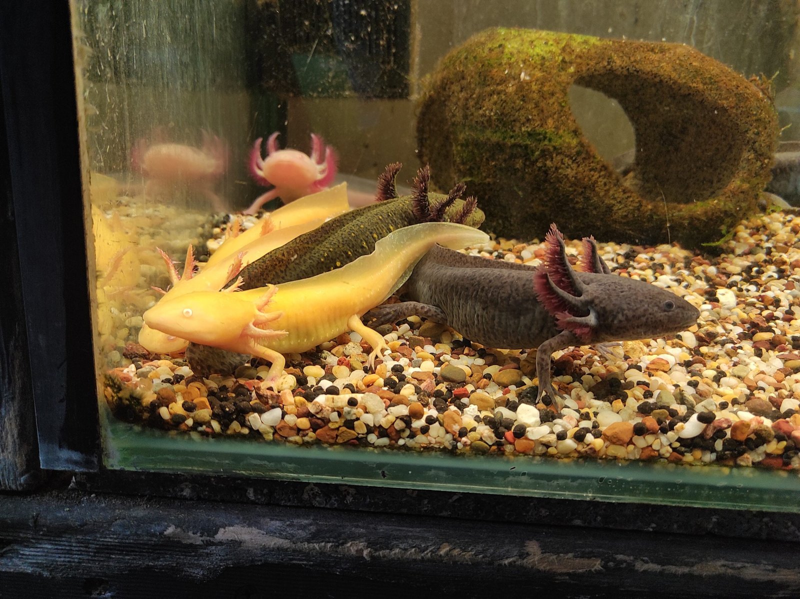 23. Axolotls: Great for Budding Scientists (image credits: wikimedia)