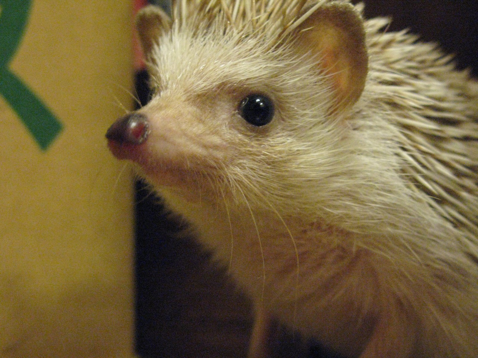 24. African Pygmy Hedgehogs: Gentle on Allergies (image credits: wikimedia)