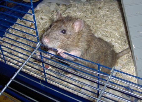 25. Fancy Rats: Quick Learners, Loyal Friends (image credits: wikimedia)