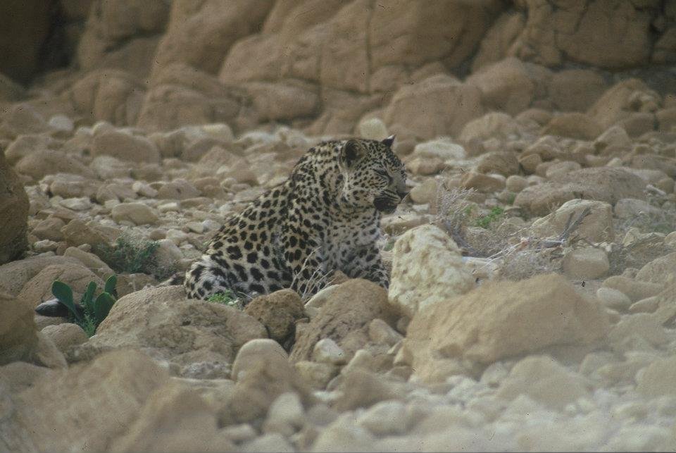 Leaping Through Namibia’s Desert Dunes (image credits: wikimedia)