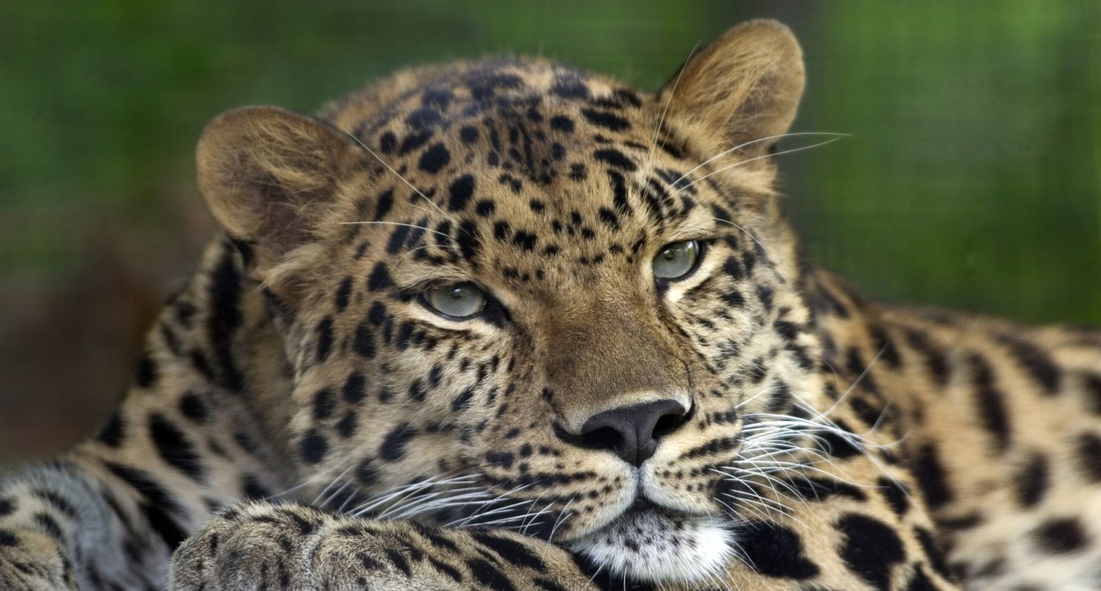 Leopards in the Russian Far East (image credits: wikimedia)