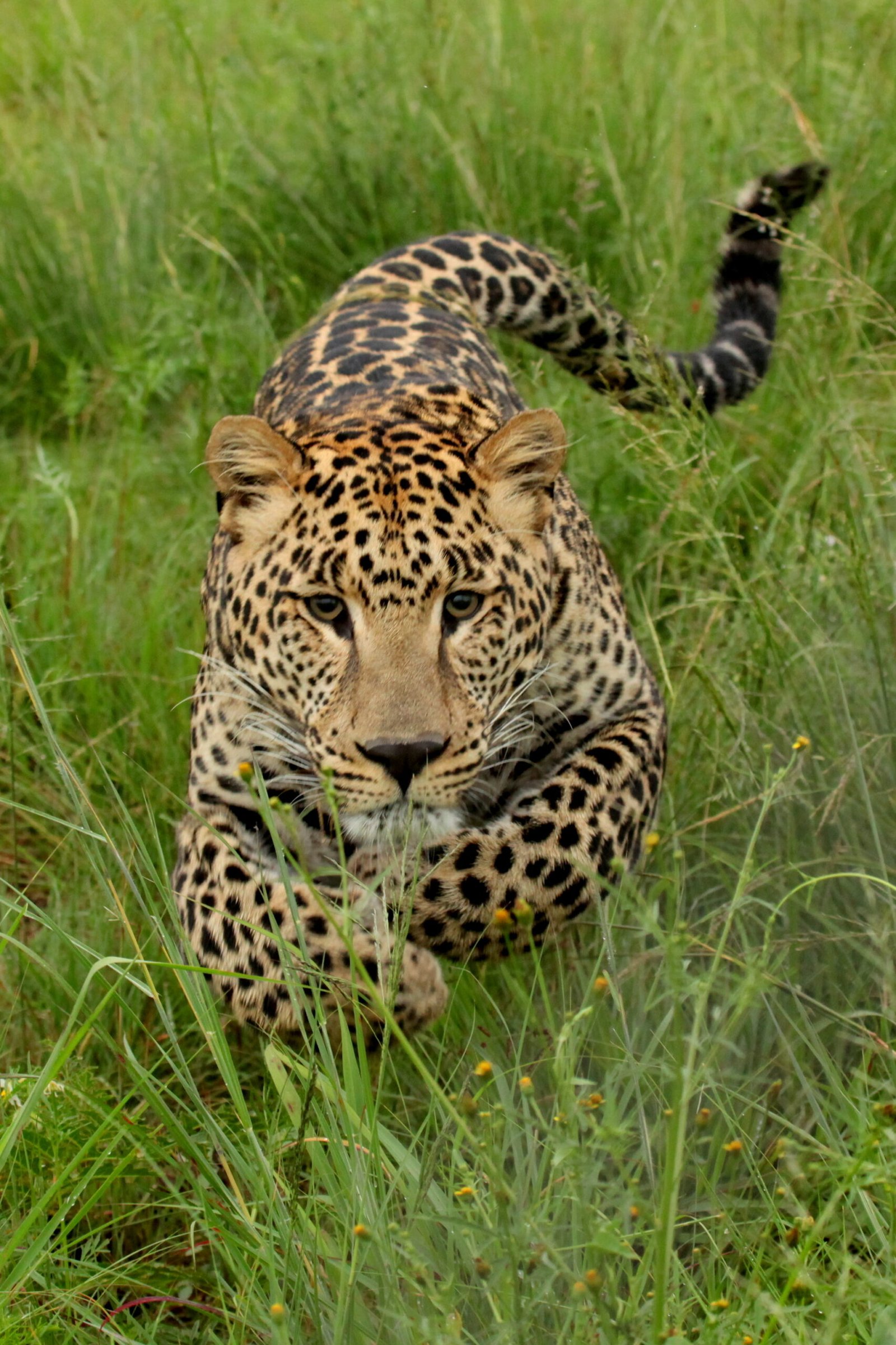Roaming the Vineyards of the Western Cape (image credits: wikimedia)