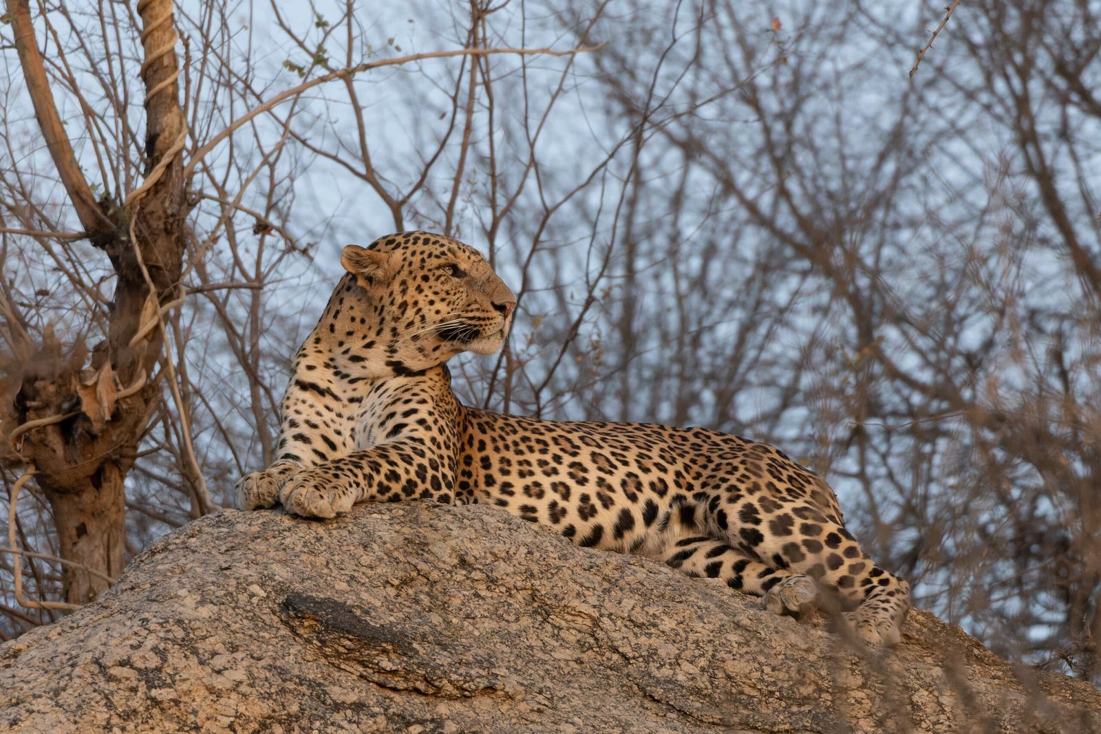 Surprising Encounters in Nepal’s Terai Lowlands (image credits: wikimedia)