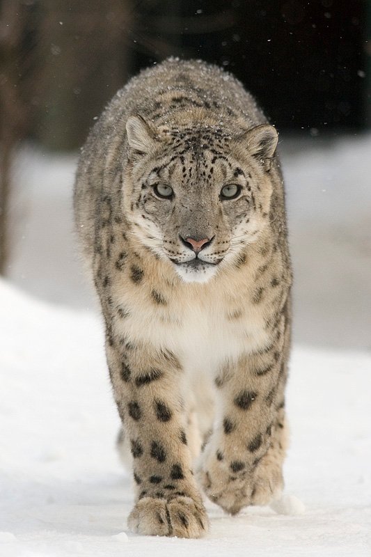 Snow Leopard: The Ghost of the Mountains (image credits: wikimedia)