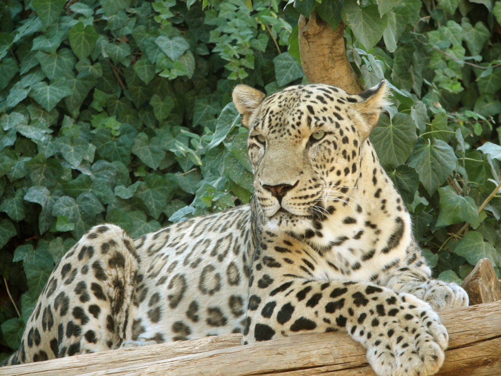 Anatolian Leopard: The Vanishing Legend (image credits: wikimedia)