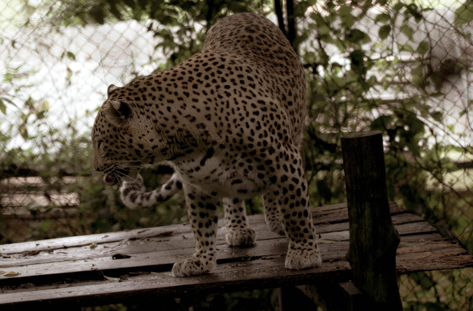 Masters of Stealth (image credits: wikimedia)