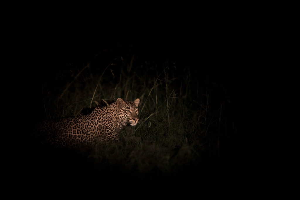 Nocturnal Wanderers (image credits: rawpixel)