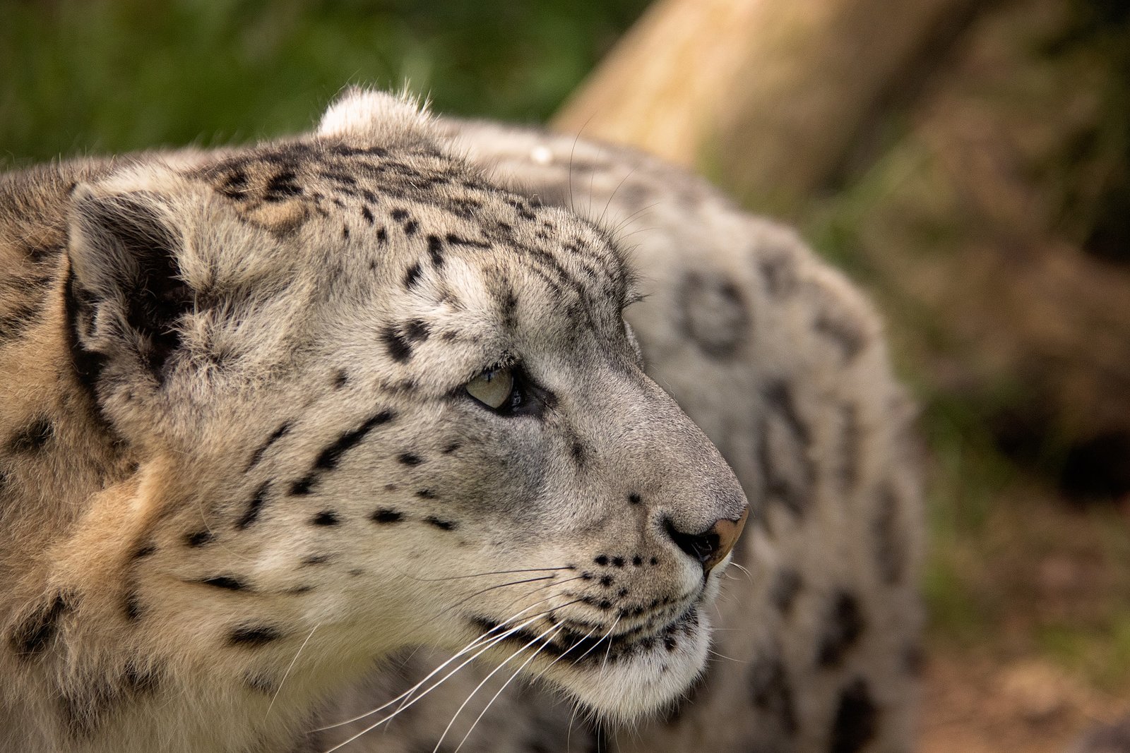 Shy by Nature (image credits: wikimedia)