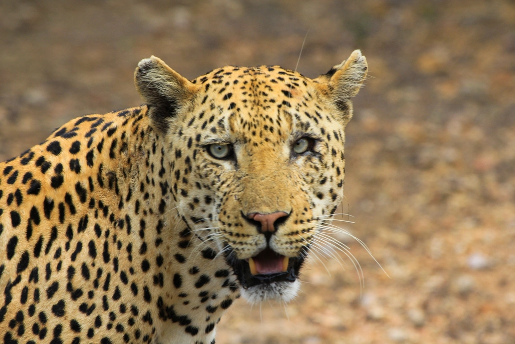 Leopards: Spotted Ghosts of the Wild (image credits: rawpixel)