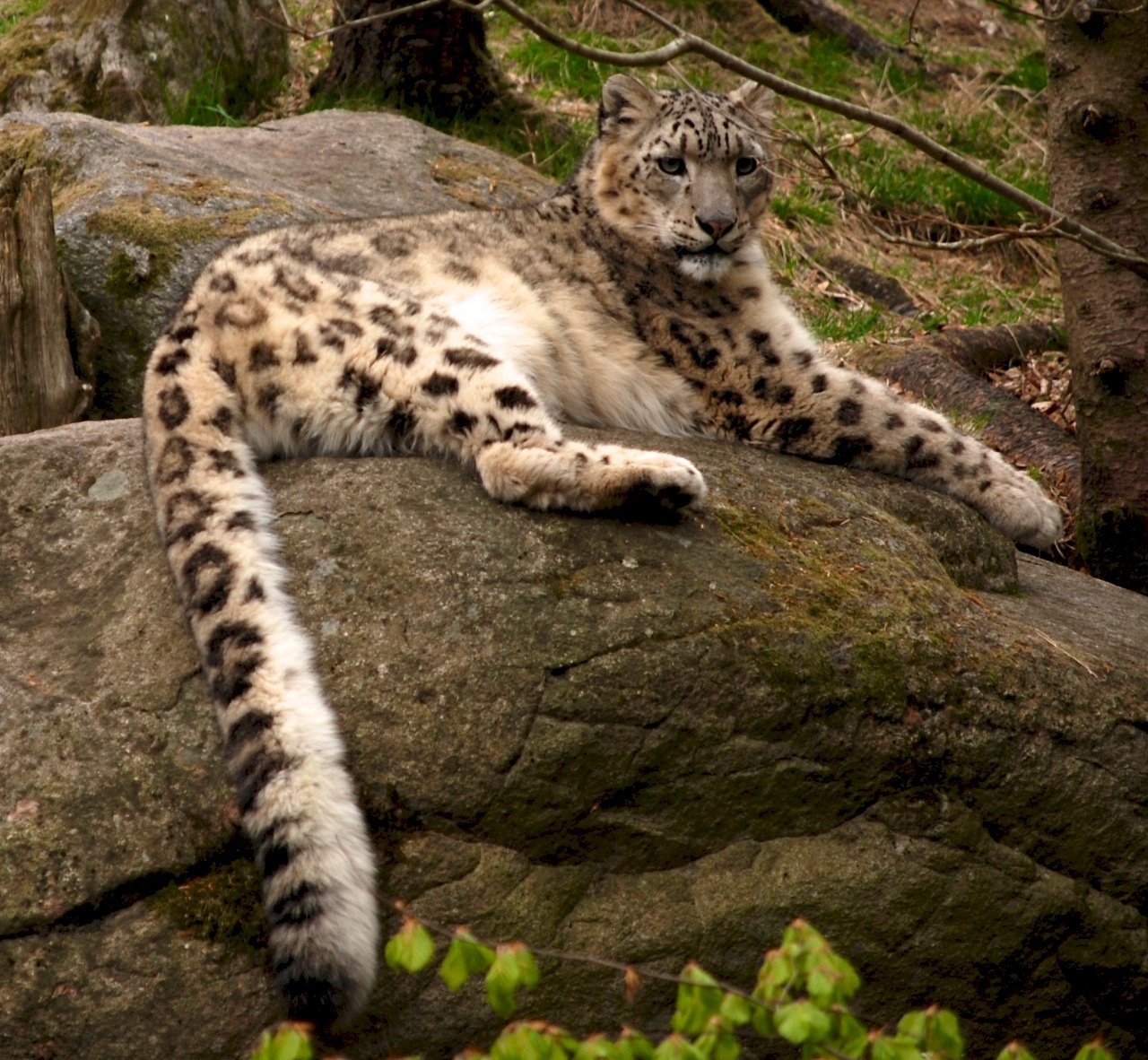 Amur Leopard: Stripes in the Snow (image credits: wikimedia)