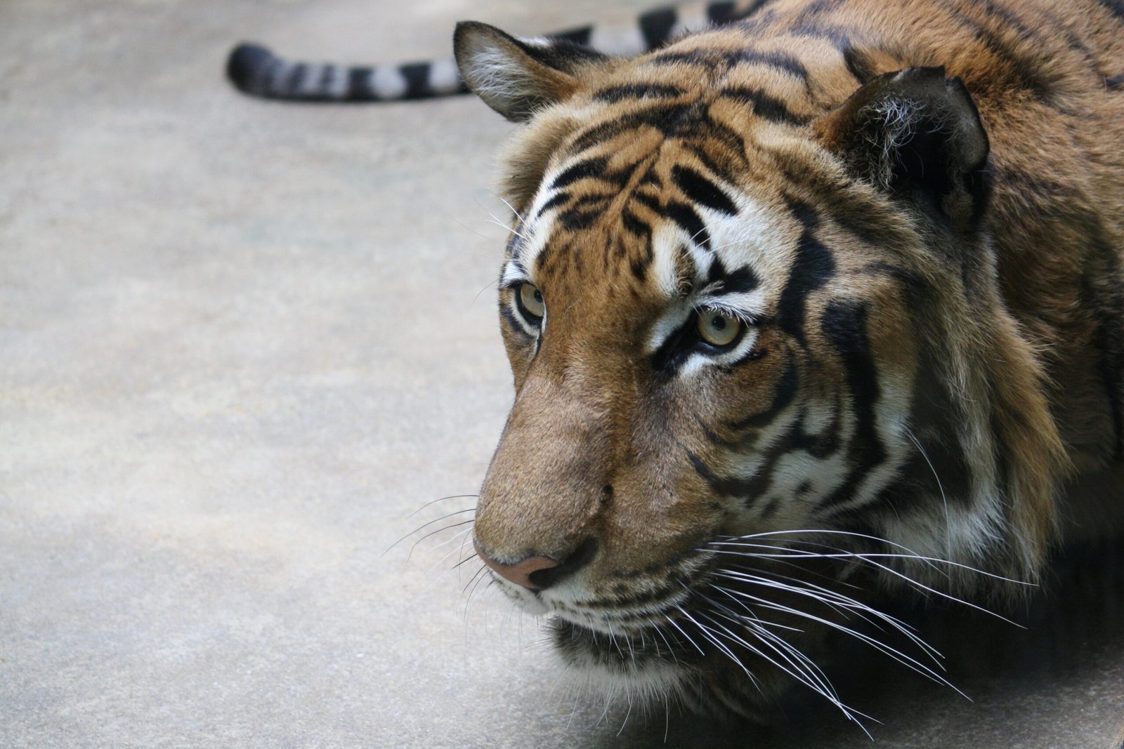 Indochinese Tiger: Fading from the Forests (image credits: wikimedia)