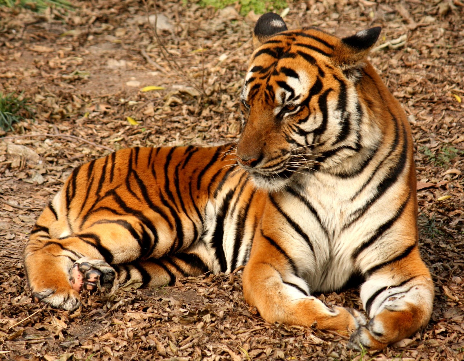 South China Tiger: The Lost Emperor (image credits: wikimedia)