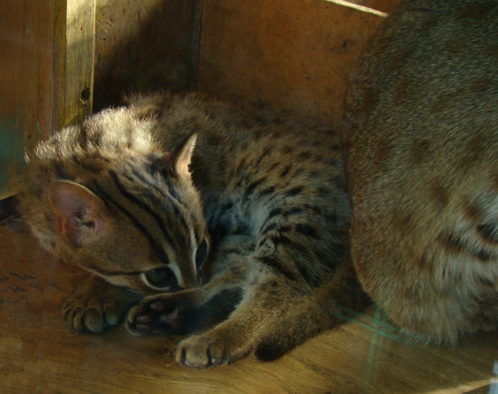 Rusty-Spotted Cat: The Tiny Survivor (image credits: wikimedia)