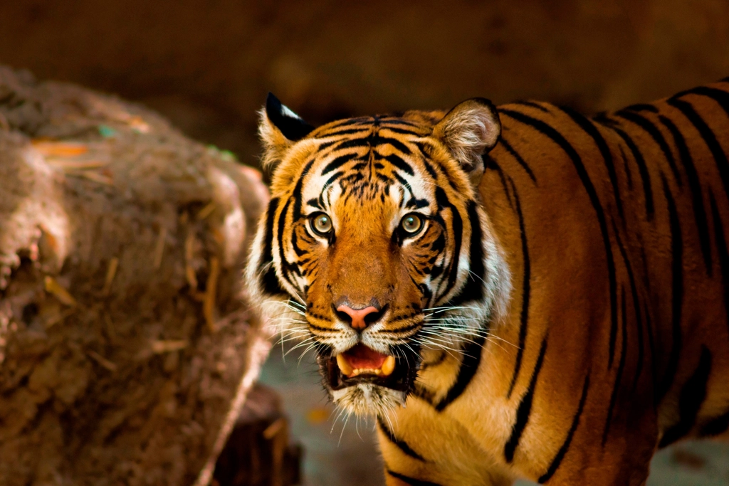 2. Tiger – The Jungle’s Thundering Soloist (image credits: rawpixel)