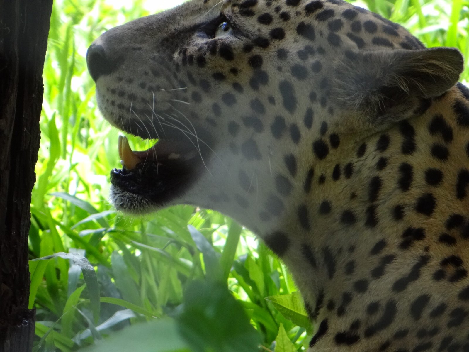 4. Leopard – The Stealthy Roaring Shadow (image credits: wikimedia)