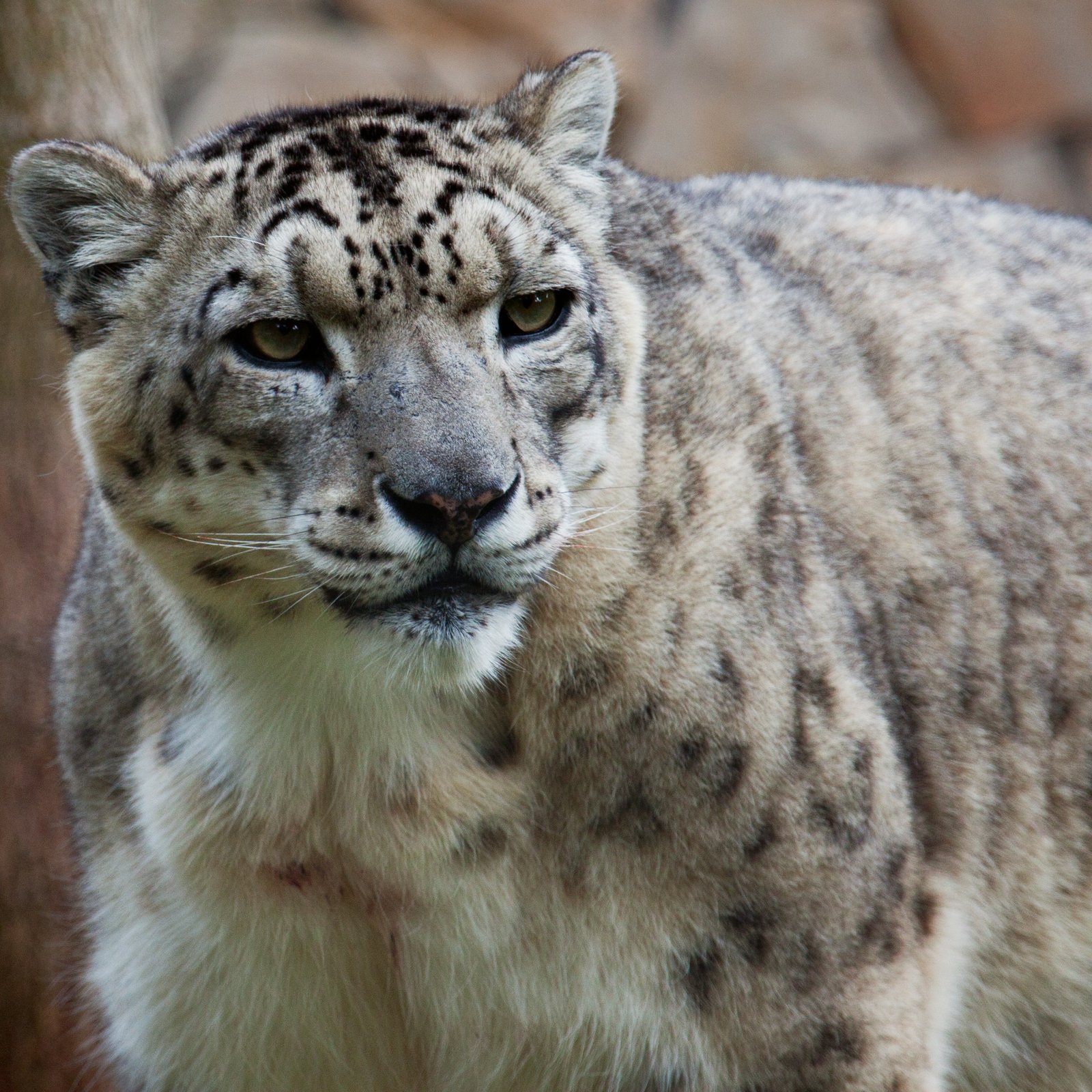 5. Snow Leopard – The Mountain Whisperer (image credits: wikimedia)