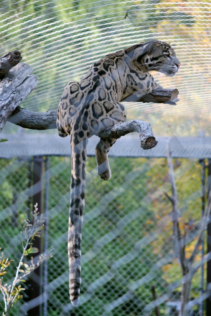 6. Clouded Leopard – The Forest’s Secret Roar (image credits: wikimedia)