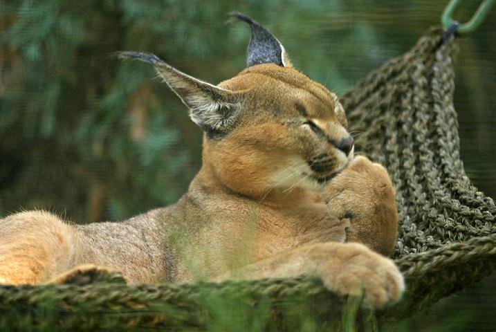9. Caracal – The Desert’s Wild Yowler (image credits: wikimedia)