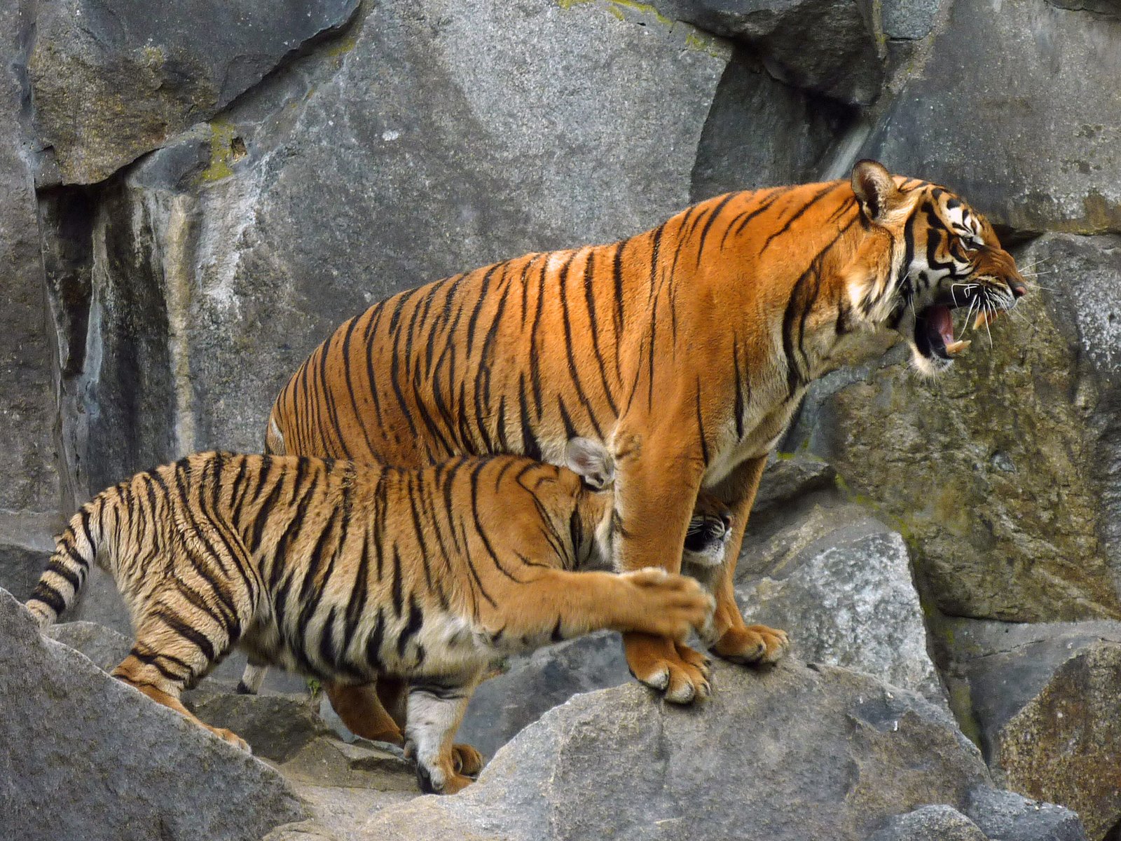 12. Indochinese Tiger – The Elusive Roar (image credits: wikimedia)