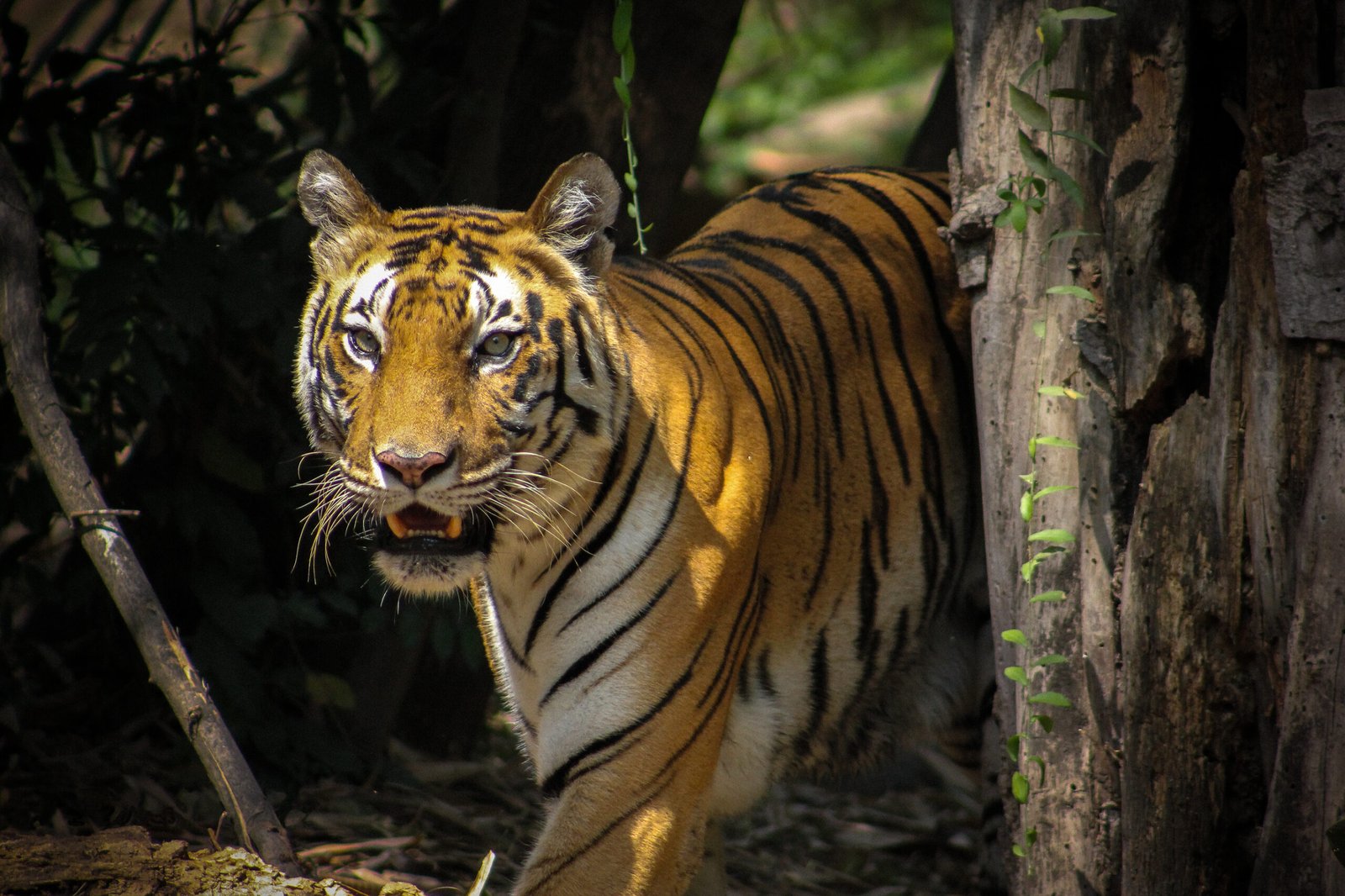13. Bengal Tiger – The Royal Roar (image credits: wikimedia)