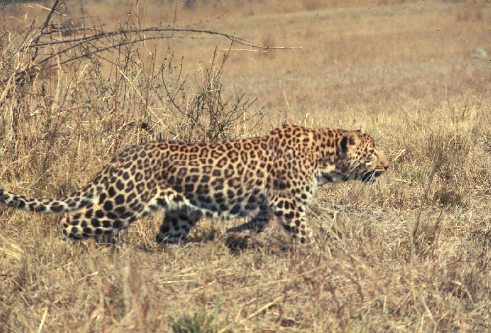 14. African Leopard – The Bush’s Sawing Call (image credits: wikimedia)