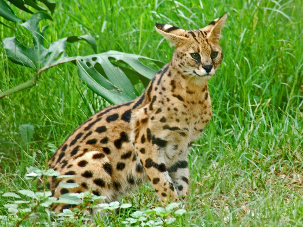 16. Serval – The Spotted Serenade (image credits: wikimedia)