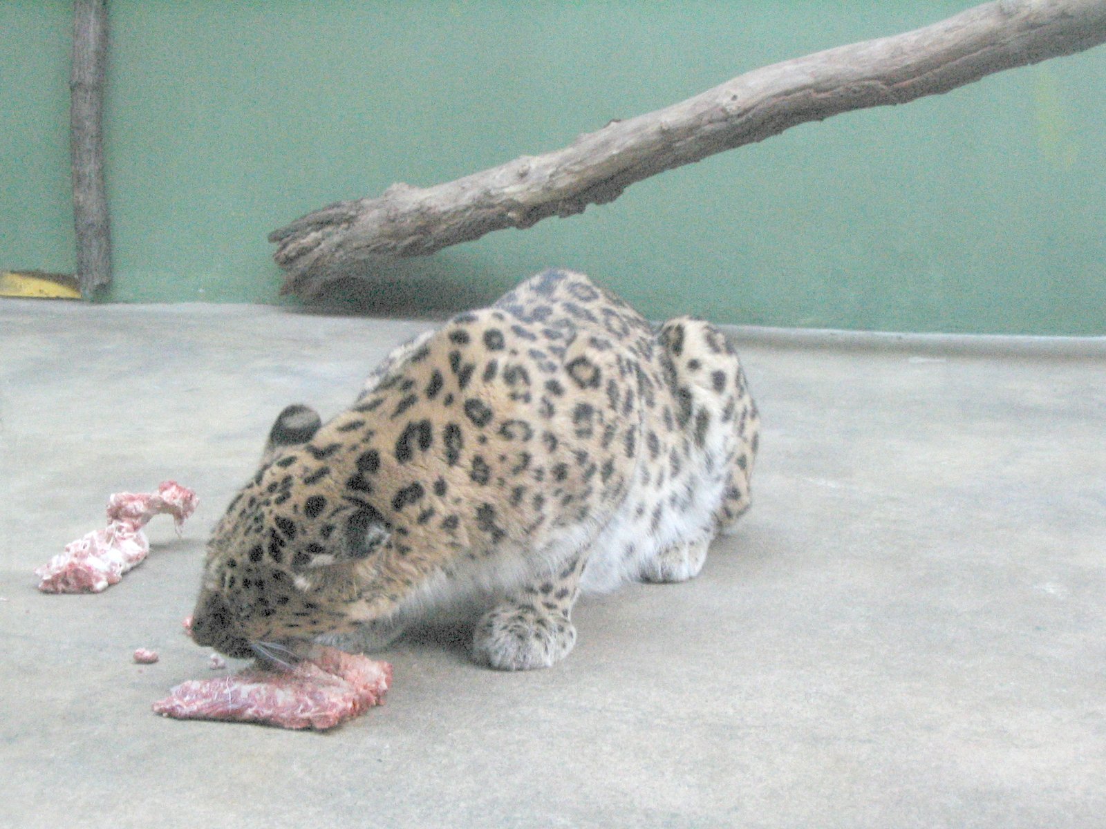 17. Amur Leopard – The Whispering Rasp (image credits: wikimedia)