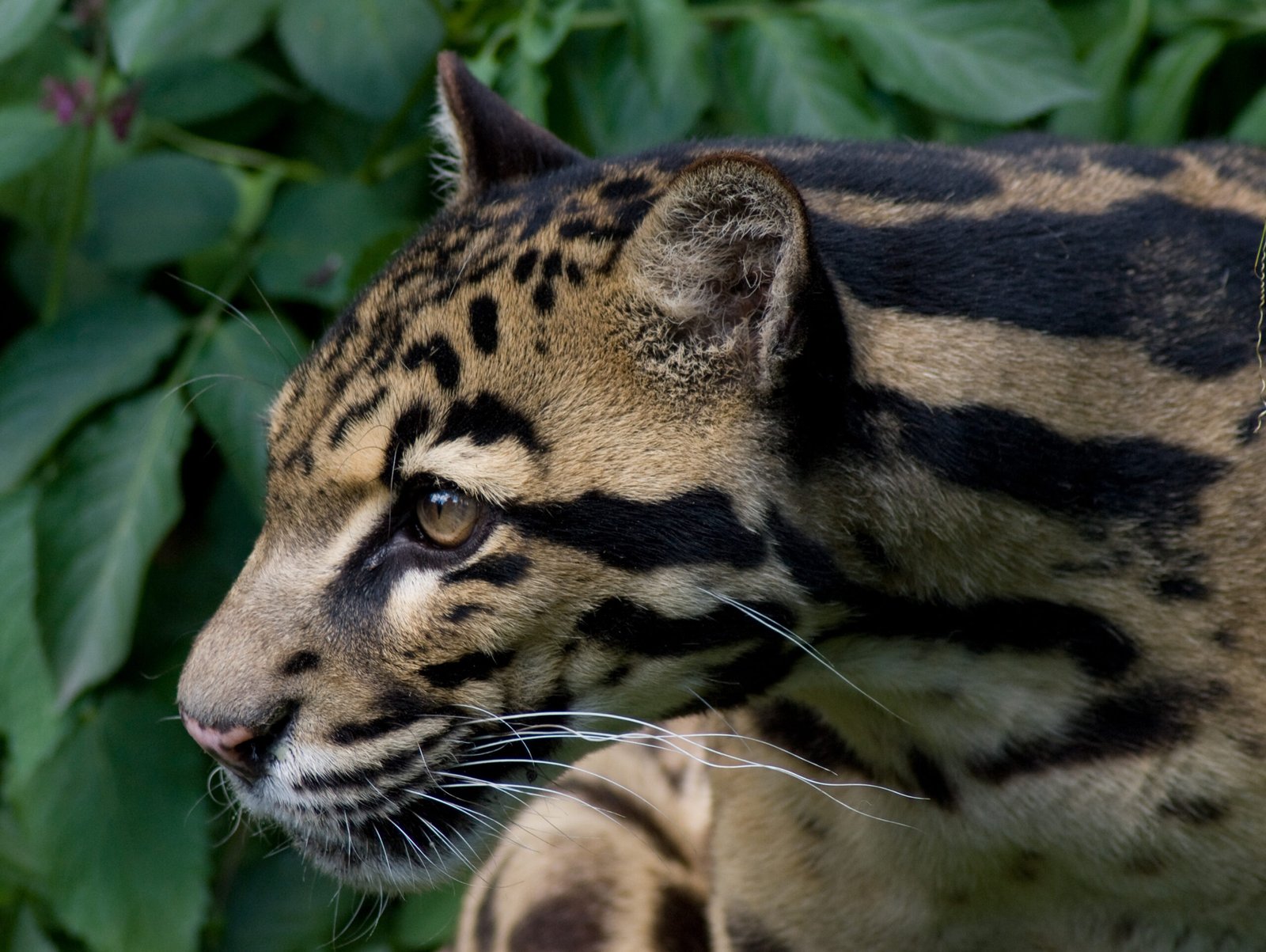 18. Sunda Clouded Leopard – The Rainforest’s Voice (image credits: wikimedia)