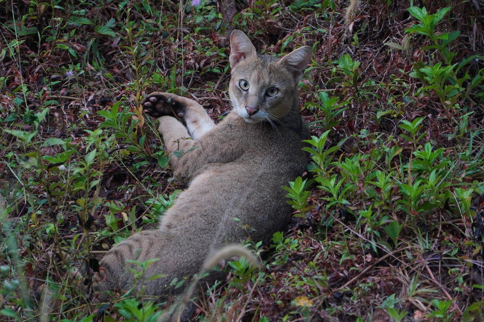 19. African Golden Cat – The Forest’s Roaring Secret (image credits: wikimedia)