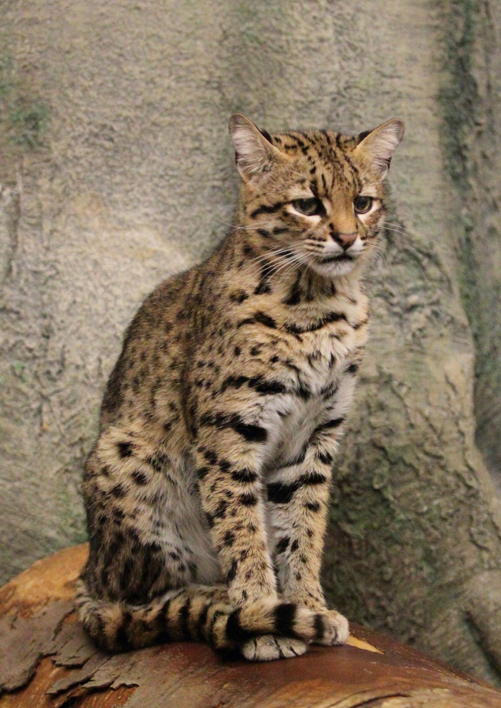 21. Geoffroy’s Cat – The Tiny Tiger’s Scream (image credits: wikimedia)