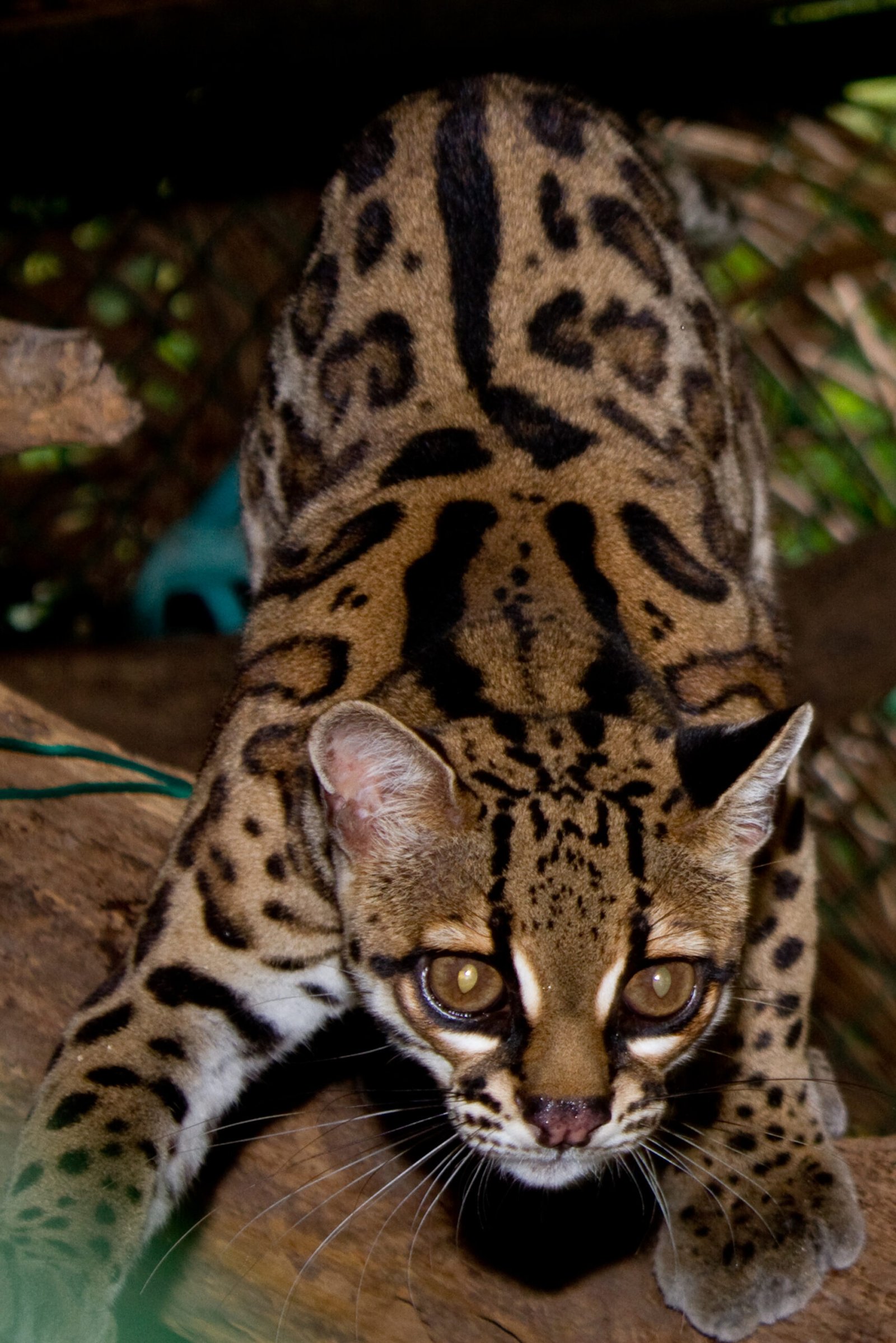 22. Margay – The Canopy’s Chirping Acrobat (image credits: wikimedia)