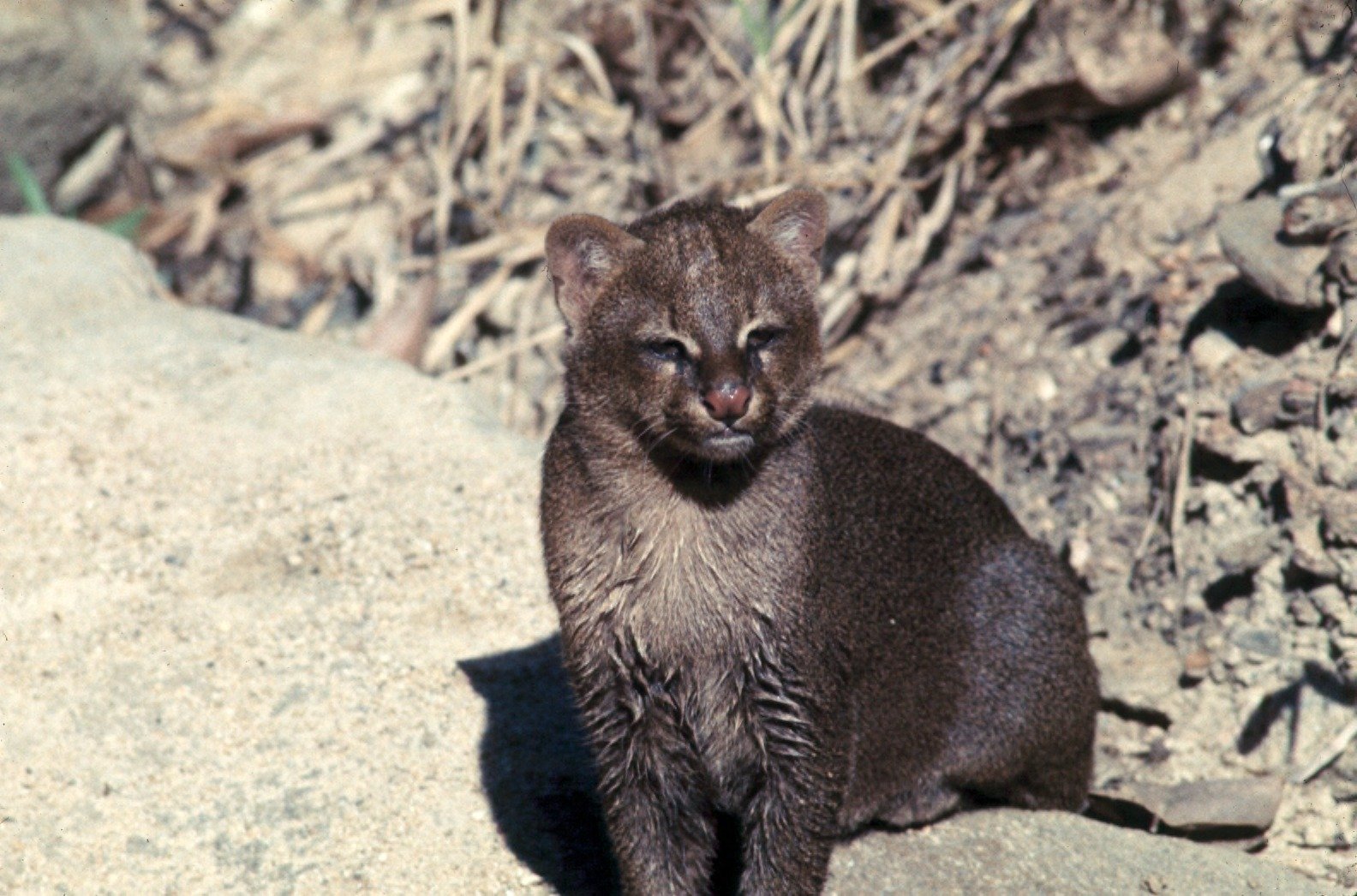 25. Jaguarundi – The Whistling Oddball (image credits: wikimedia)