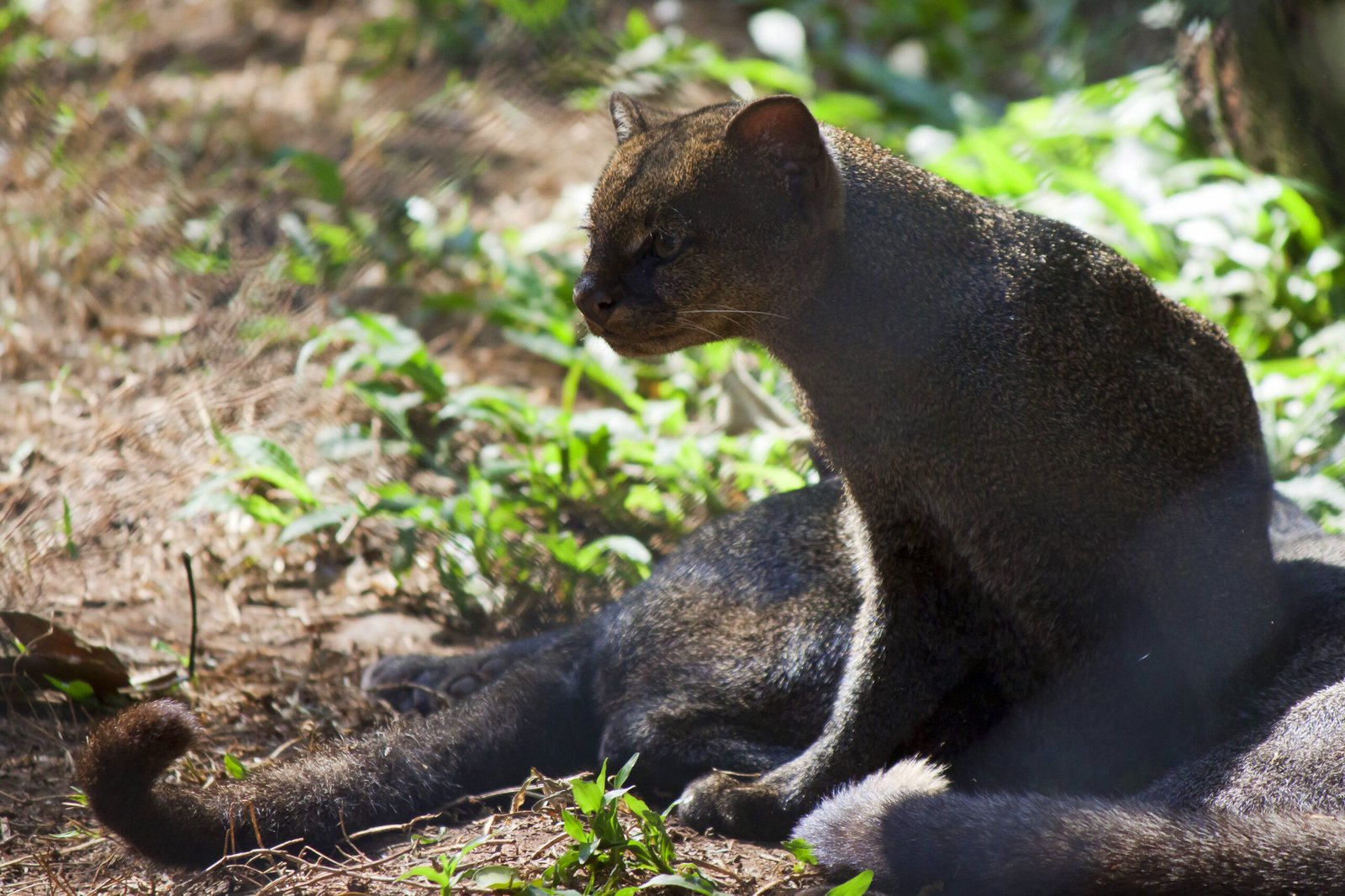 2. The Jaguarundi’s Jungle Reboot (image credits: wikimedia)