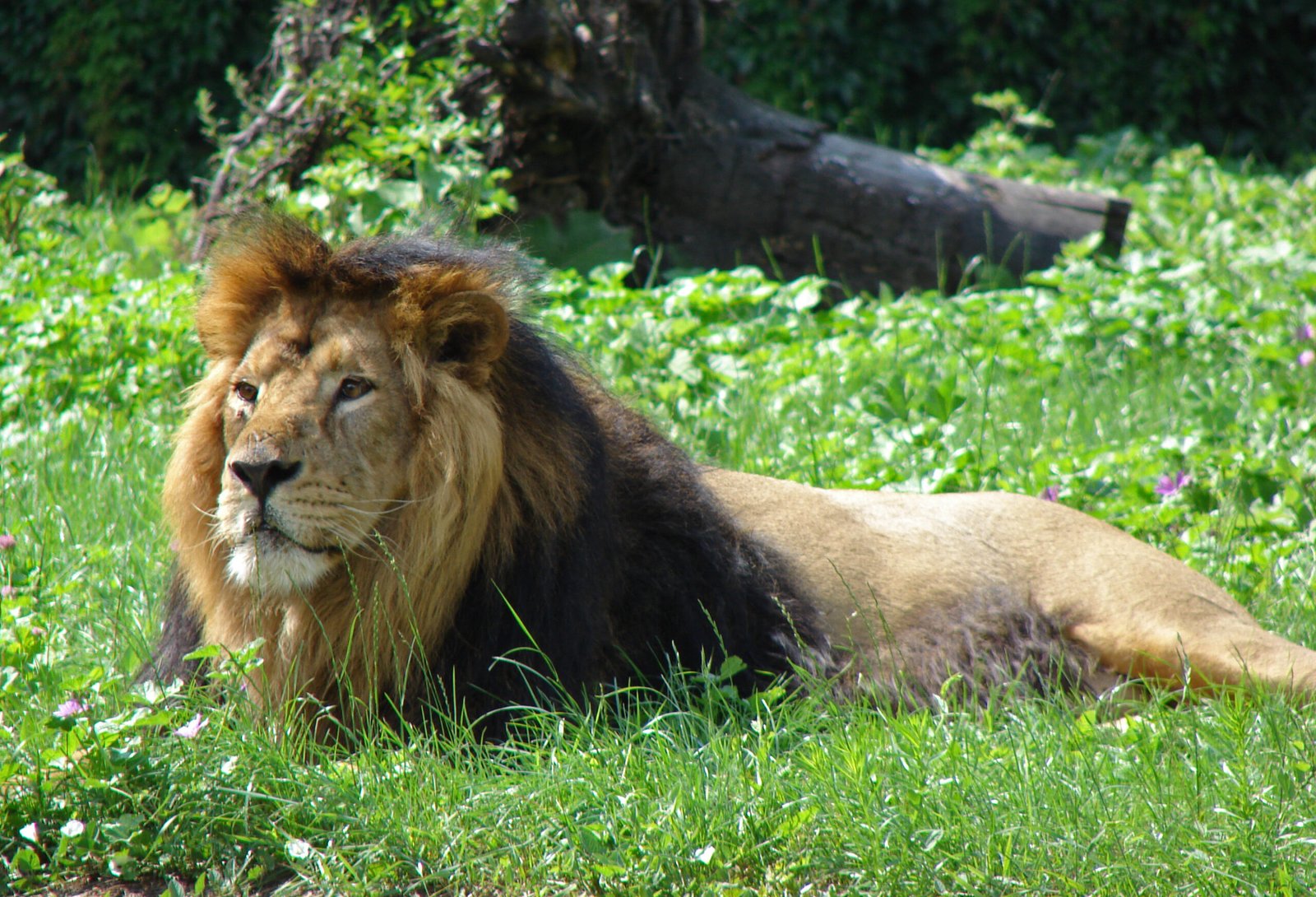 4. Lions of Gir: The Asiatic Pride Revival (image credits: wikimedia)