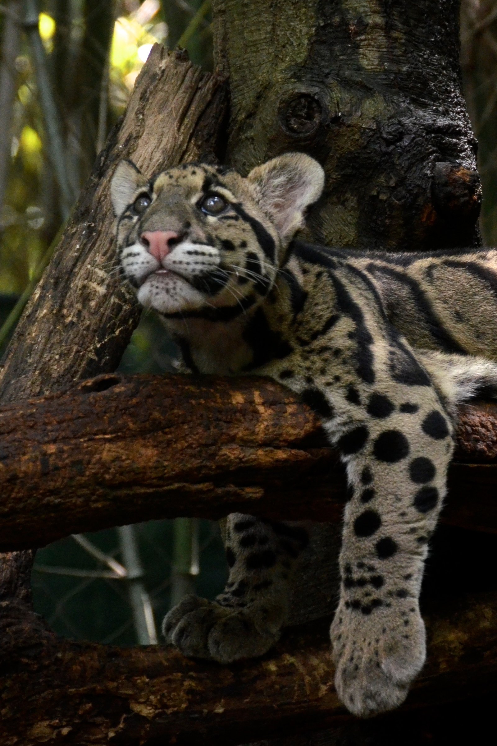 5. Clouded Leopards: Masters of the Trees (image credits: wikimedia)