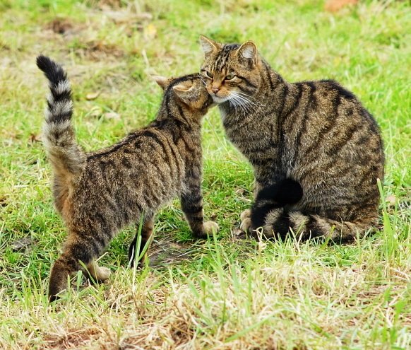 10. The Scottish Wildcat’s Highland Revival (image credits: wikimedia)